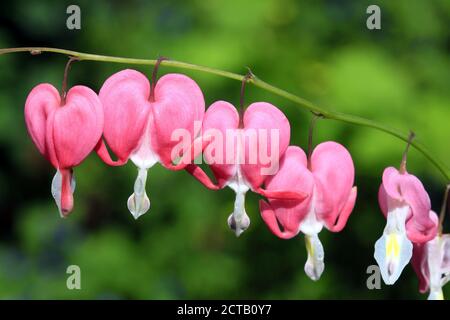 Blutendes Herz (dicentra spectabilis) Eine Frühling Sommer rosa weiße Blume mehrjährige krautige Pflanze häufig Bekannt als Dutchman's Trousers Stock Foto i Stockfoto