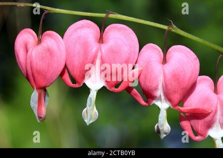 Blutendes Herz (dicentra spectabilis) Eine Frühling Sommer rosa weiße Blume mehrjährige krautige Pflanze häufig Bekannt als Dutchman's Trousers Stock Foto i Stockfoto