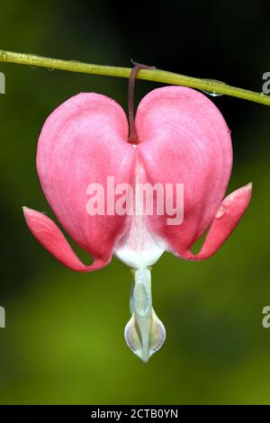 Blutendes Herz (dicentra spectabilis) Eine Frühling Sommer rosa weiße Blume mehrjährige krautige Pflanze häufig Bekannt als Dutchman's Trousers Stock Foto i Stockfoto