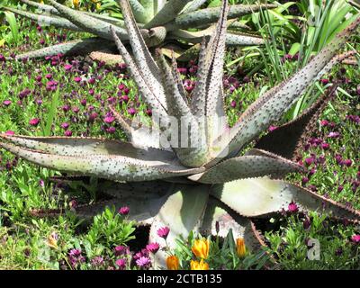 BergAloe (Aloe mellothii) Eine sukkulente südafrikanische Pflanze in der Medizin für den Magen verwendet Upsets und von Zulus für Fadenwurm-Infektion Stock Foto im Stockfoto