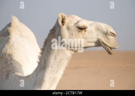 Weiße freundliche Kamel wandern frei in der Wüste von Kuwait von seinem beduinen shepard und mehr Kamele im Hintergrund geführt. Stockfoto