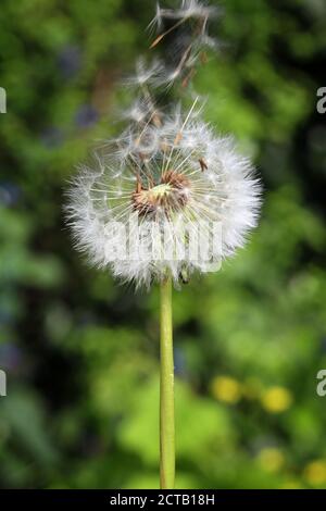 Löwenzahn-Wildblume (Taraxacum officinale) Eine Blumenpflanze mit ihren Saatköpfen, die gemeinhin als Löwenzahn bekannt sind Uhr Stock Foto Bild Stockfoto