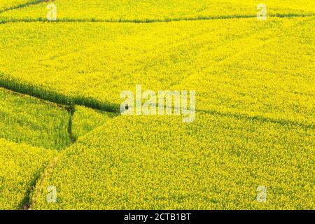 Luftaufnahme von gelben Senf Blumen Felder in voller Blüte, ländliche Szene in Yunnan, China. Stockfoto