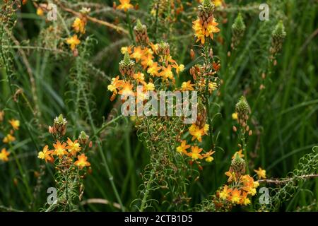 Brennen Sie Gelee Pflanze Bulbine frutescens. Stockfoto