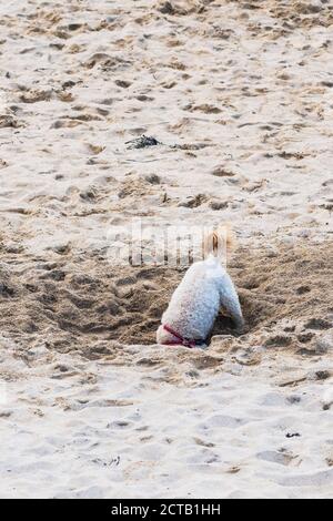 Ein Hund gräbt ein tiefes Loch am Fistral Beach in Newquay in Cornwall. Stockfoto