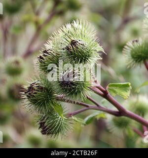 Nahaufnahme von Blumenköpfen der Klette, Arctium lappa Stockfoto