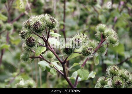 Blütenköpfe der Klette, Arctium lappa Stockfoto