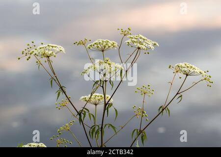 Wasser-Hemlock (Cicuta maculata) Stockfoto