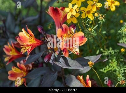 Alstroemeria Indian Summer Peruanische Lilie Blumen Stockfoto