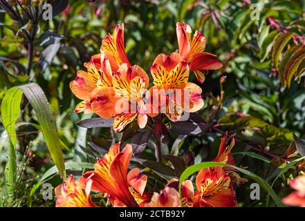 Alstroemeria Indian Summer Peruanische Lilie Blumen Stockfoto