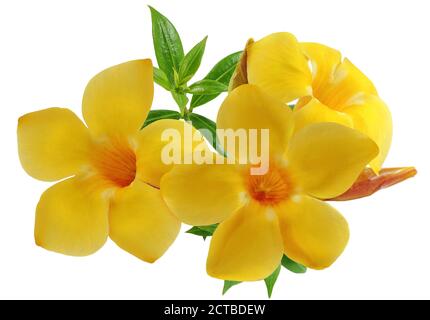Allamanda Blume oder Golden Trompete Blume isoliert auf weißem Hintergrund Stockfoto