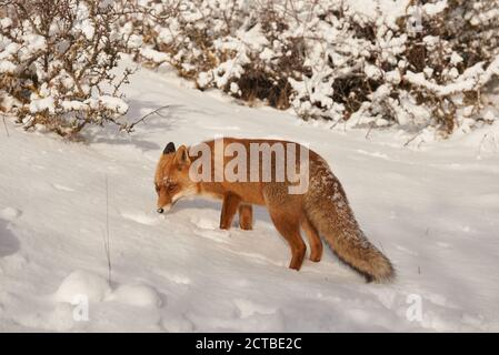 Fuchs auf dem Schnee, Vulpes vulpes, Valfondillo, im Abruzzen Nationalpark Stockfoto