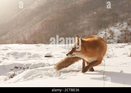 Fuchs auf dem Schnee, Vulpes vulpes, Valfondillo, im Abruzzen Nationalpark Stockfoto