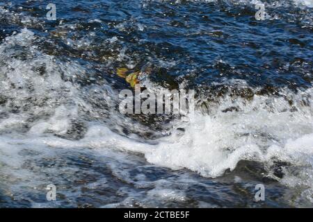 Der Fluss Usk in Abergavenny, alte Brücke über den Fluss, die an den Burgwiesen im Stadtzentrum vorbeifließt. Wunderschöne Naturlandschaft Stockfoto