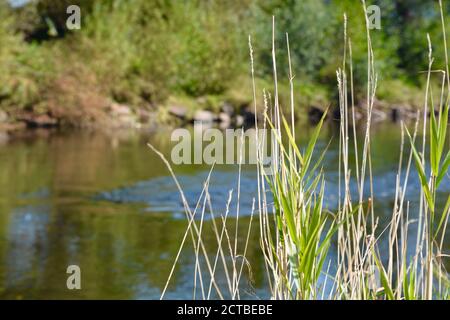 Der Fluss Usk in Abergavenny, alte Brücke über den Fluss, die an den Burgwiesen im Stadtzentrum vorbeifließt. Wunderschöne Naturlandschaft Stockfoto