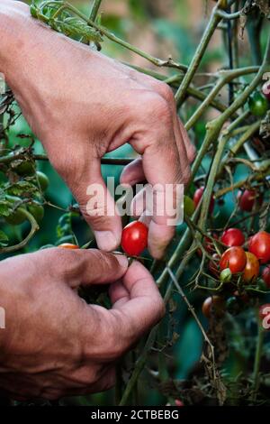 Nahaufnahme eines jungen kaukasischen Mannes, der reife Kirsche sammelt Tomaten aus der Pflanze in einem Bio-Obstgarten Stockfoto