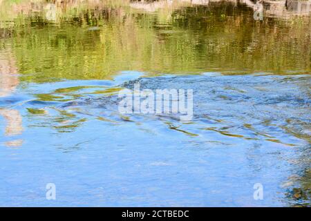 Der Fluss Usk in Abergavenny, alte Brücke über den Fluss, die an den Burgwiesen im Stadtzentrum vorbeifließt. Wunderschöne Naturlandschaft Stockfoto