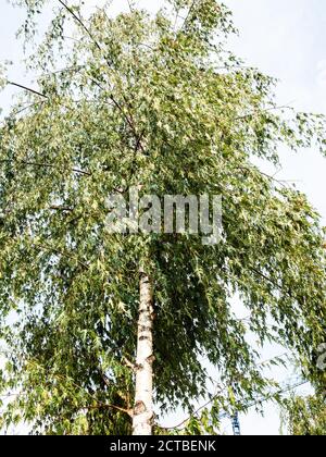 Blick auf die grüne Birke (Betula pendula Dalecarlica, Schnittblatt Birke) in Moskau Stadt im September Morgen Stockfoto