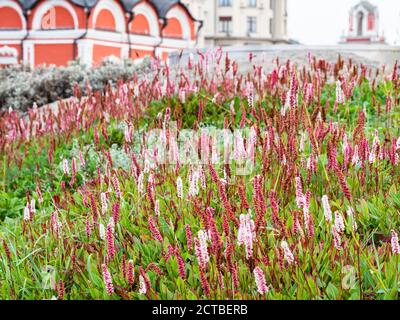 Hügel mit blühenden alpinen Bistorpflanze in der Nähe von Znamenski Kloster in Öffentliche Stadtlandschaft Zaryadye Park in Moskau Stadt im September Tag Stockfoto