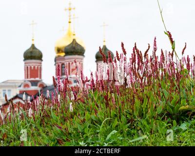 Blühende alpine Bistorpflanze und die Kirche des Znamenski Klosters auf Hintergrund in Moskau Stadt am Septembertag (Fokus auf Blumen im Vordergrund) Stockfoto
