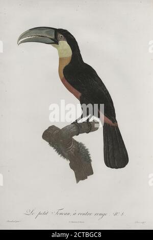 Le Petit Toucan à ventre Rouge., Standbild, Drucke, 1806, Le Vaillant, François, 1753-1824, Barraband, Jacques, 1767?-1809 Stockfoto