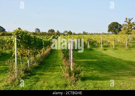 WHITE CASTLE WEINGUT, Abergavenny Wales Großbritannien. Abergavenny, Monmouthshire / Wales - Sept 20 2020: Walisischer Weinberg in White Castle. Weinreben, die Trauben produzieren Stockfoto