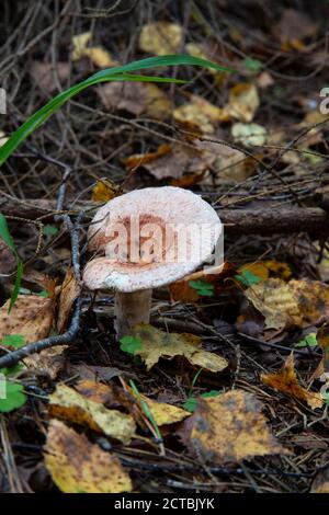 Wollmilchmann Lactarius torminosus im Herbstwald. Der Pilz ist essbar. Besser zum Einkannen geeignet. Stockfoto