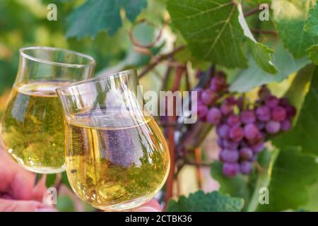 Weißwein in Weingläsern vor einer Weinrebe Stockfoto