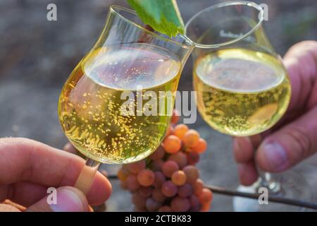 Toasting mit zwei Weingläsern vor einer Weinrebe Stockfoto