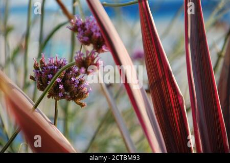 Wilde Blumen in der Nähe am mediterranen Strand Stockfoto
