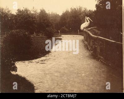 Pelikane in zoologischen Gärten, Cincinnati, O., Webster & Albee, Ohio, Cincinnati (Ohio Stockfoto