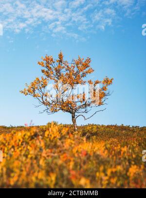 Beautiful autumn colors in Pallas, Finland Stockfoto