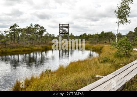 Kemeri-Nationalpark, Kemeri-Moor, Lettland, September 2020 Stockfoto