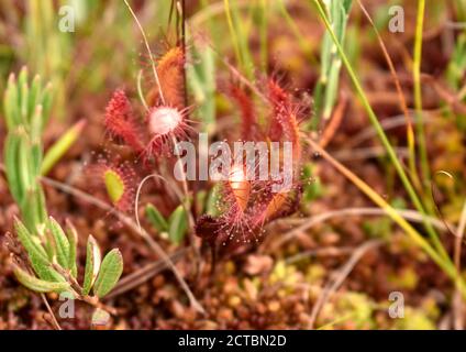 Sonnentau im Kemeri Nationalpark, Kemeri Moor, Lettland, September 2020 Stockfoto