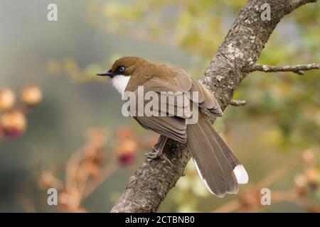 Eine schöne weißkehlige Lauschdrossel (Garrulax albogularis), die auf einem Baumzweig bei Pangot in Uttarakhand, Indien, thront. Stockfoto