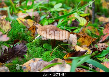 Getrübter Agari-Pilz Clitocybe nebularis . Einer von einer Truppe von Pilzen in der Familie Stockfoto