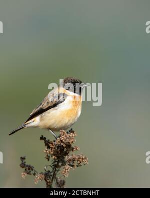 Ein hübscher sibirischer Stonechat (Saxicola maurus) im Jim Corbett National Park in Uttarakhand, Indien. Stockfoto