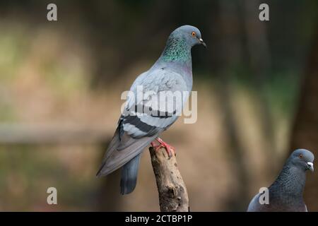 Nahaufnahme eines Paares von Steintauben (Columba livia), mit einer deutlich im Rahmen und auf einem Barsch, bei Sattal in Uttarakhand, Indien. Stockfoto