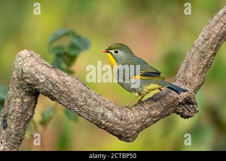 Niedliche kleine rot-schnabel Leiothrix (Leiothrix lutea), auf einem Zweig in den Wäldern von Sattal in Uttarakhand, Indien thront. Stockfoto