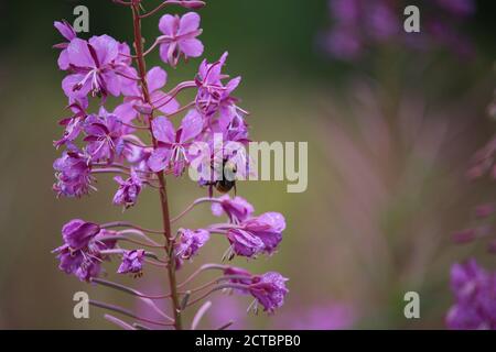 Bestäubende Biene apis mellifera auf Wiese Wildblume Stockfoto