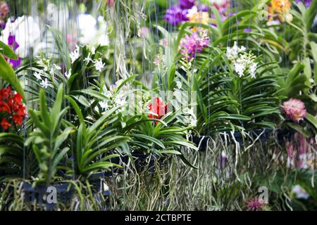 Reihe von Orchidee Blume Indoor-Garten für die Exportindustrie Stockfoto