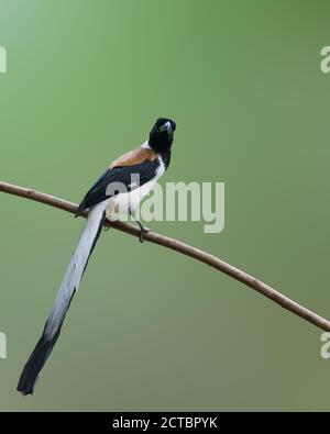 Ein schöner Weißbauchtreepie (Dendrocitta leucogastra), der auf einem Barsch ruft, in den Wäldern von Thattekad in Kerala, Indien. Stockfoto