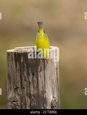 Ein indisches Weißauge (Zosterops palpebrosus), früher bekannt als das orientalische Weißauge, thront auf einem Holzbalken und blickt auf den Boden. Stockfoto