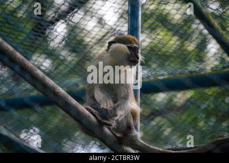 Dhaka, Dhaka, Bangladesch. September 2020. Monkey wird in einem Gehege im Zoo von Dhaka gesehen, der am 22. September 2020 als Maßnahme wegen der COVID-19-Coronavirus-Pandemie in Dhaka, Bangladesch, geschlossen wurde. Kredit: Zabed Hasnain Chowdhury/ZUMA Wire/Alamy Live Nachrichten Stockfoto