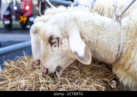 Nahaufnahme Porträt von weißen niedlichen Schafe essen Heu an Bauernhof Stockfoto