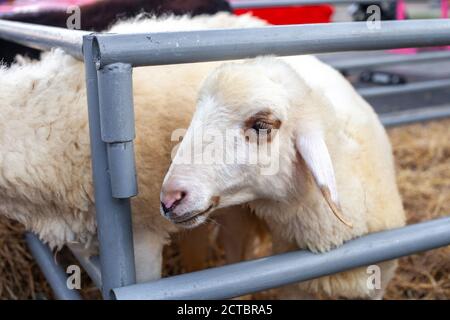 Nahaufnahme Porträt von weißen niedlichen Schafen Heu hinter essen Metallzaun auf dem Bauernhof Stockfoto