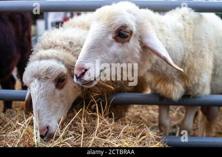 Nahaufnahme Porträt von weißen niedlichen Schafen Heu hinter essen Metallzaun auf dem Bauernhof Stockfoto