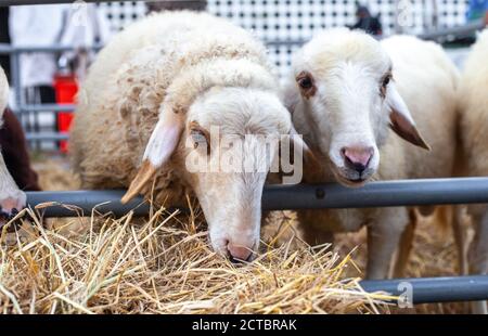 Nahaufnahme Porträt von weißen niedlichen Schafen Heu hinter essen Metallzaun auf dem Bauernhof Stockfoto