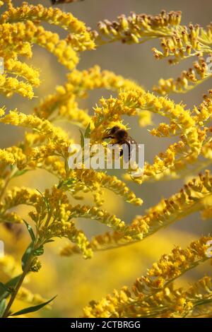 Bienen sammeln Honig in gelben Blüten in einem hellen Sommer Tag Stockfoto