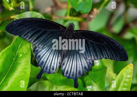 Großer Gelber Mormon - Papilio lowi, schöner großer Schmetterling aus südostasiatischen Wäldern und Wiesen, Borneo, Indonesien. Stockfoto